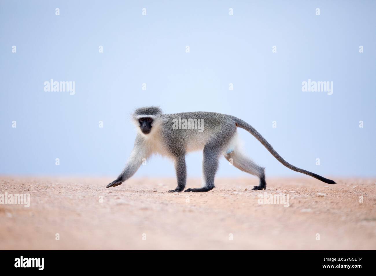 Vervet Monkey Crossing Road, Addo Elephant National Park, Afrique du Sud Banque D'Images