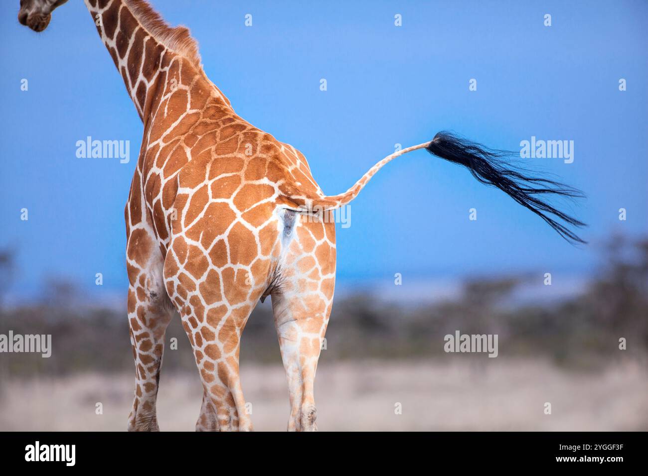 Queue de girafe réticulée, ol Pejeta Conservancy, Kenya Banque D'Images