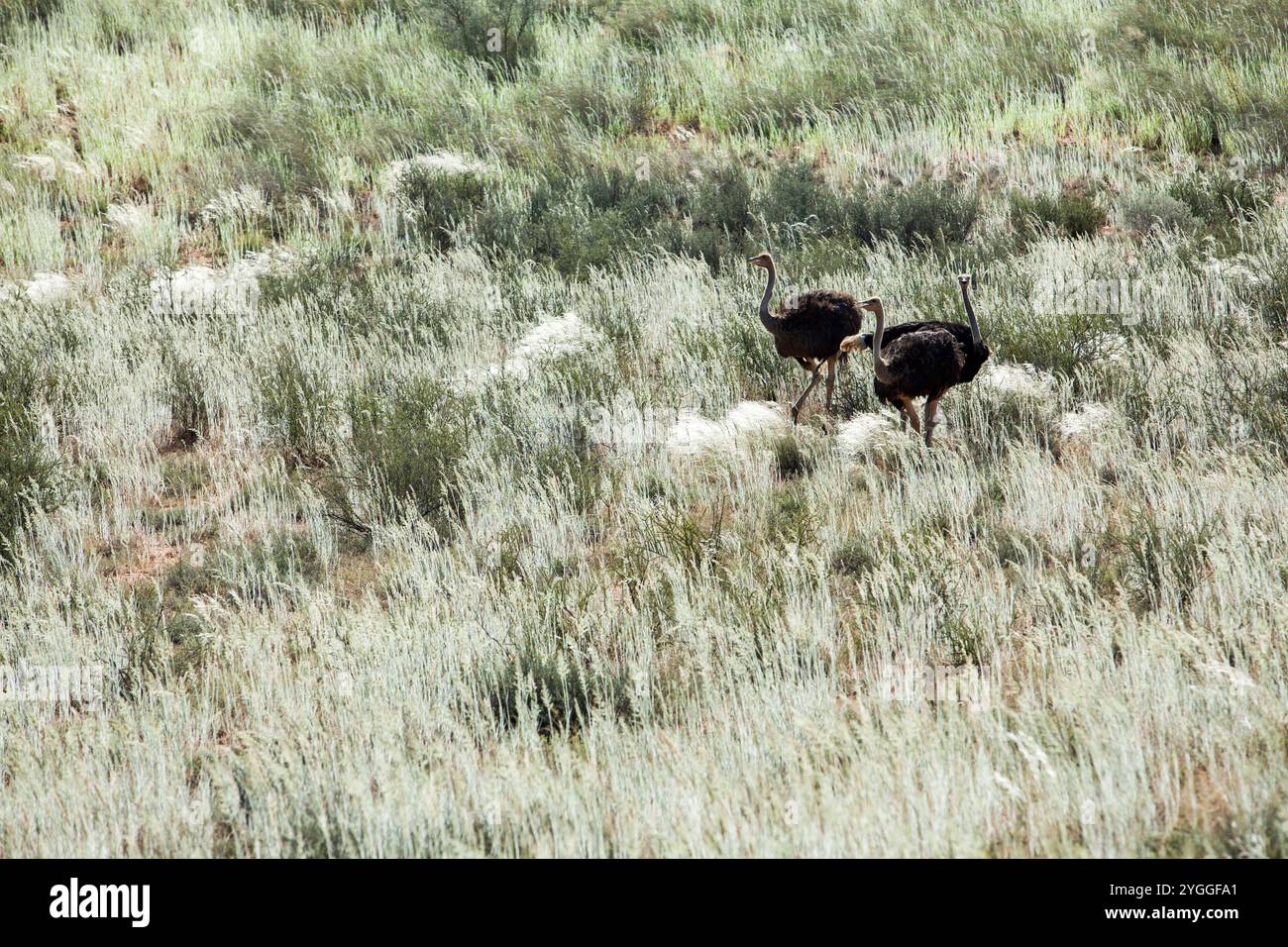 Autruches, Kgalagadi Transfrontier Park, Afrique du Sud Banque D'Images