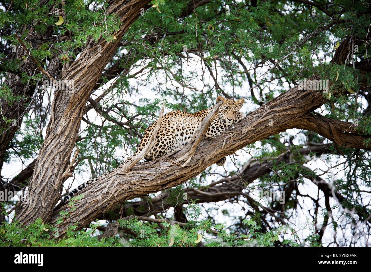 Leopard, Kgalagadi Transfrontier Park, Afrique du Sud Banque D'Images