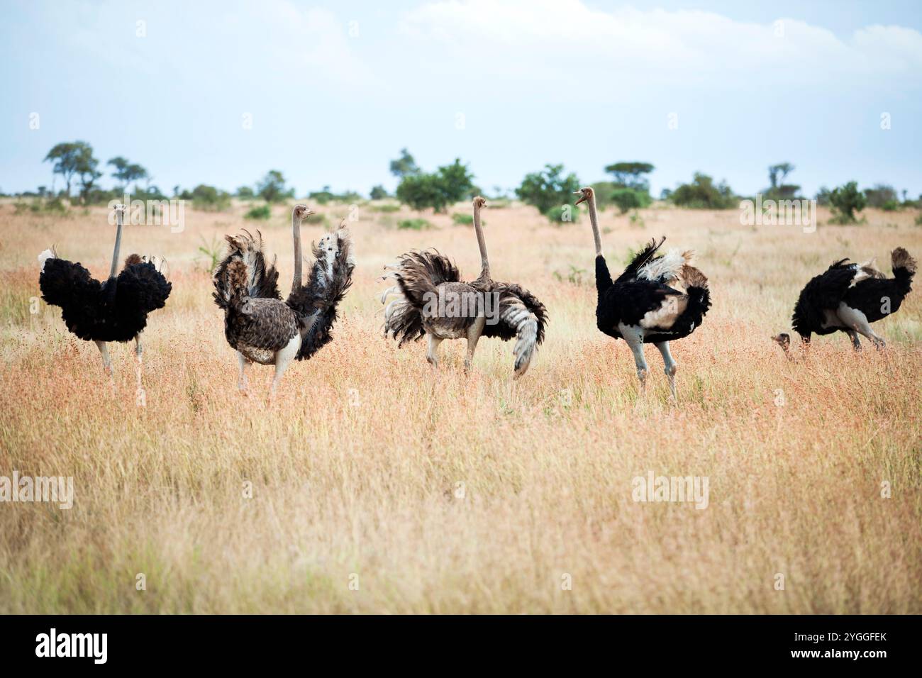 Afrique ; animaux dans la nature ; Bushveld ; image couleur ; jour ; horizontal; groupe moyen d'animaux ; Province de Mpumalanga ; nature ; aucun peuple ; autruche (Struthi Banque D'Images