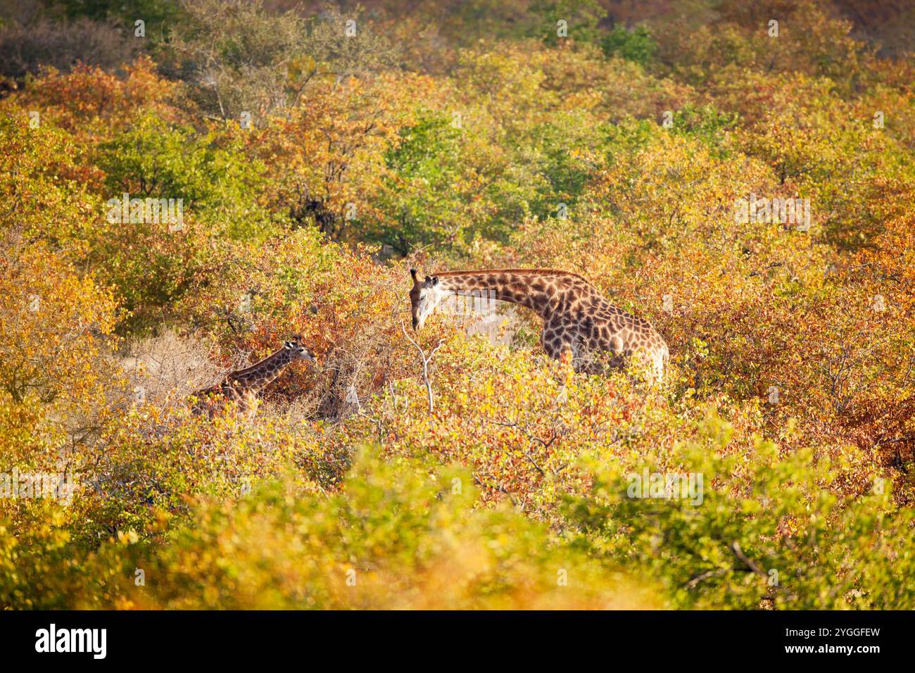 Girafe dans la forêt de Mopani, parc national de Kruger, Afrique du Sud Banque D'Images