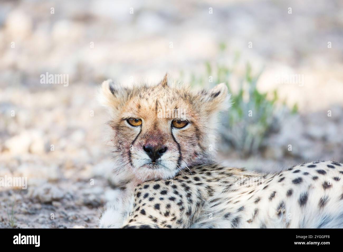 Le guépard, Kgalagadi Transfrontier Park, Afrique du Sud Banque D'Images