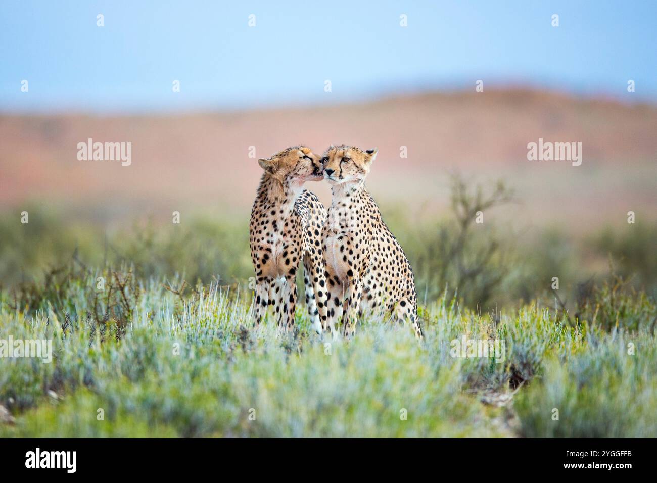 Guépards, parc transfrontalier de Kgalagadi, Afrique du Sud Banque D'Images