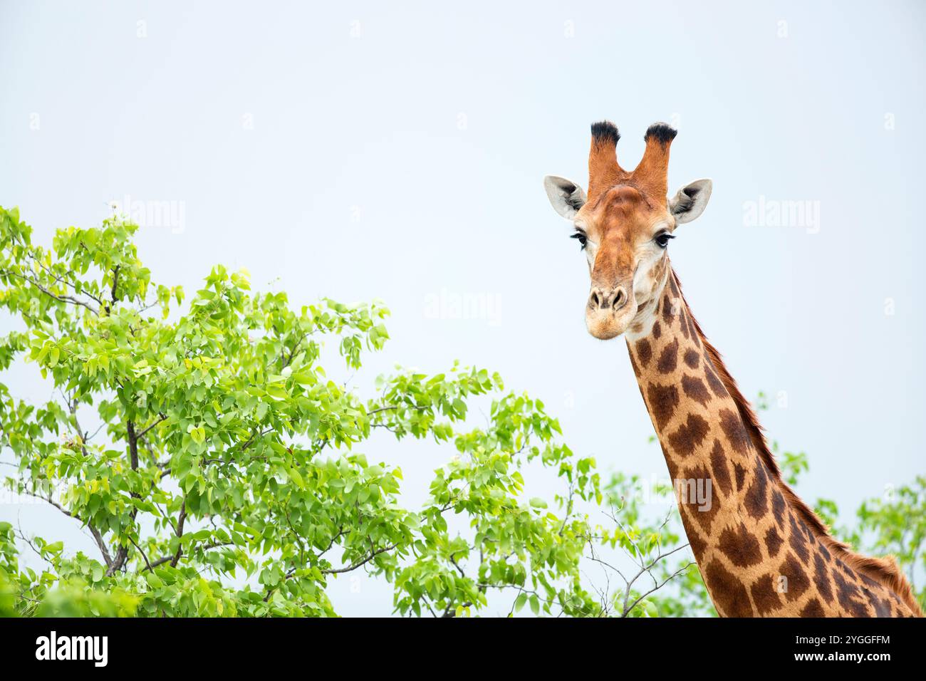 Girafe dans la forêt de Mopani, parc national de Kruger, Afrique du Sud Banque D'Images