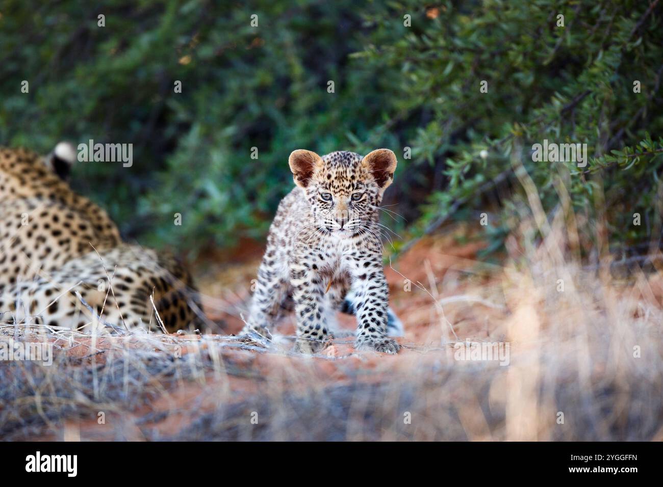 Bébé léopard, Kgalagadi Transfrontier Park, Afrique du Sud Banque D'Images