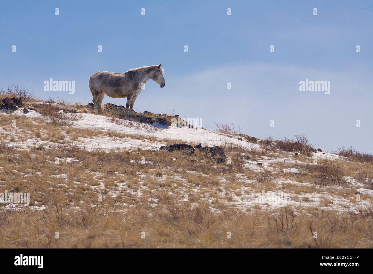 Un beau cheval dans le paysage de la nature. Photo de haute qualité Banque D'Images