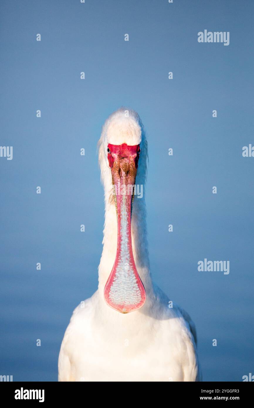 African Spoonbill, parc national Kruger, Afrique du Sud Banque D'Images