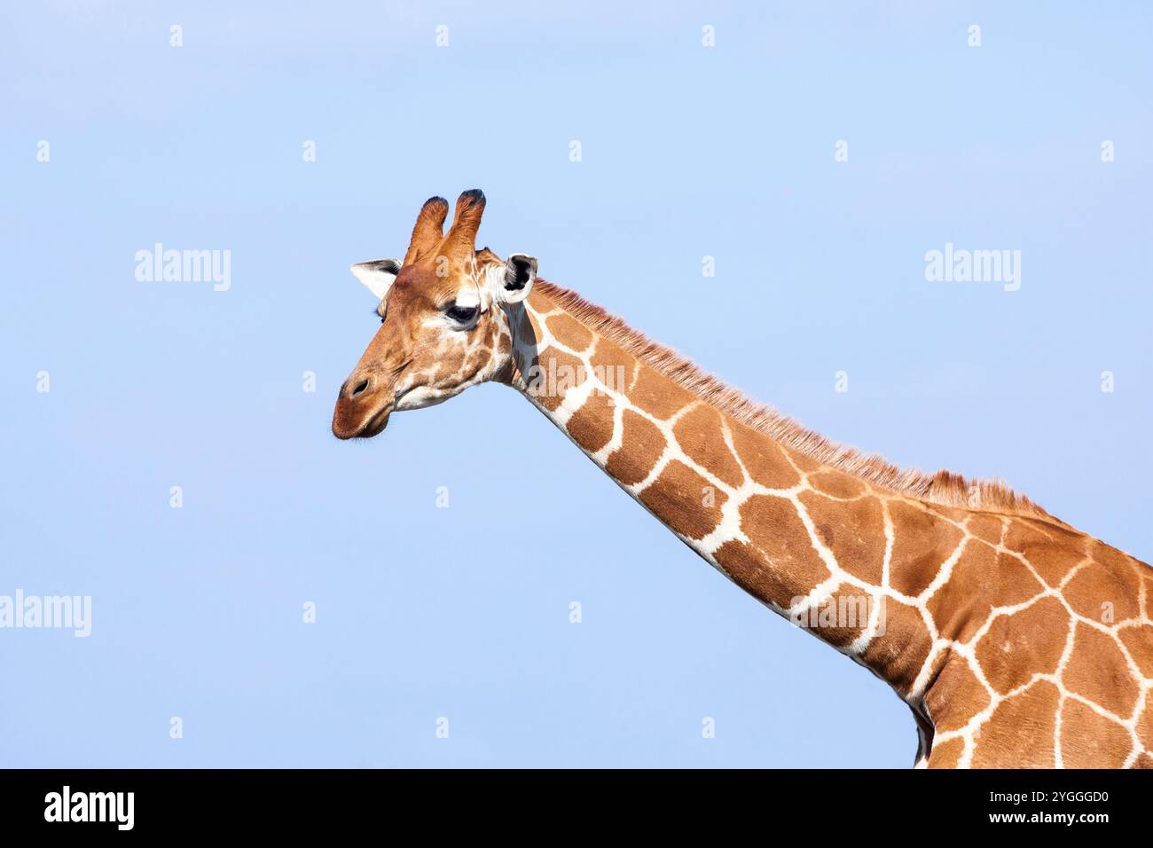 Girafe réticulée, Laikipia, Kenya Banque D'Images