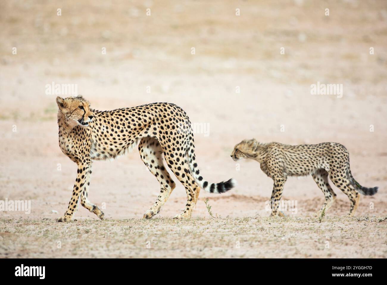 Le guépard, Kgalagadi Transfrontier Park, Afrique du Sud Banque D'Images