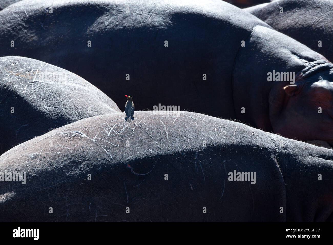 Oxpecker Redbilled sur Hippo, parc national Kruger, Afrique du Sud Banque D'Images