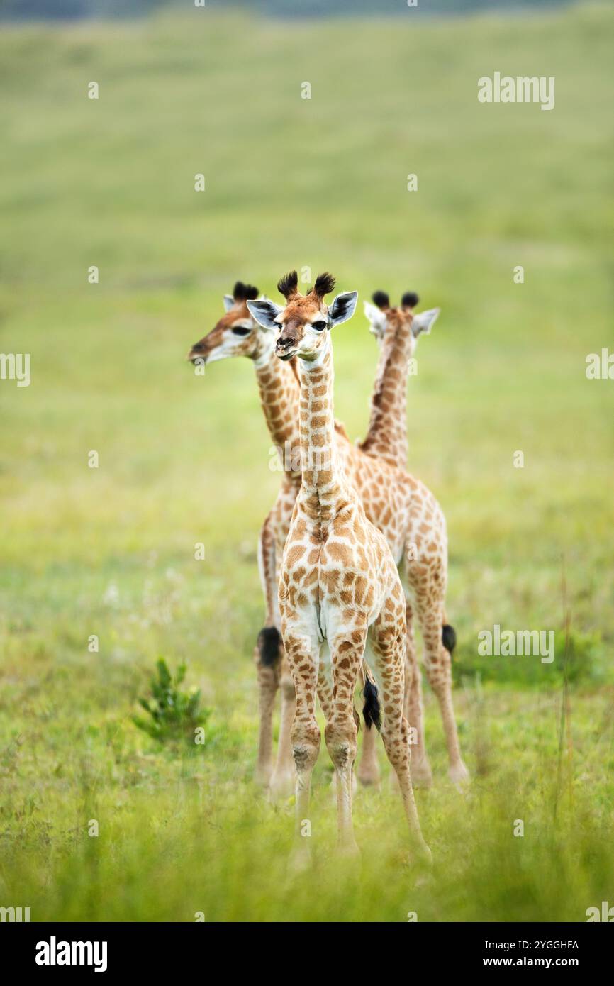 Thèmes animaliers, animaux sauvages, bébé, Bush, Bushveld, Giraffe (Giraffa camelopardalis), iSimangaliso Wetland Park, KwaZulu-Natal Province, nature, Banque D'Images