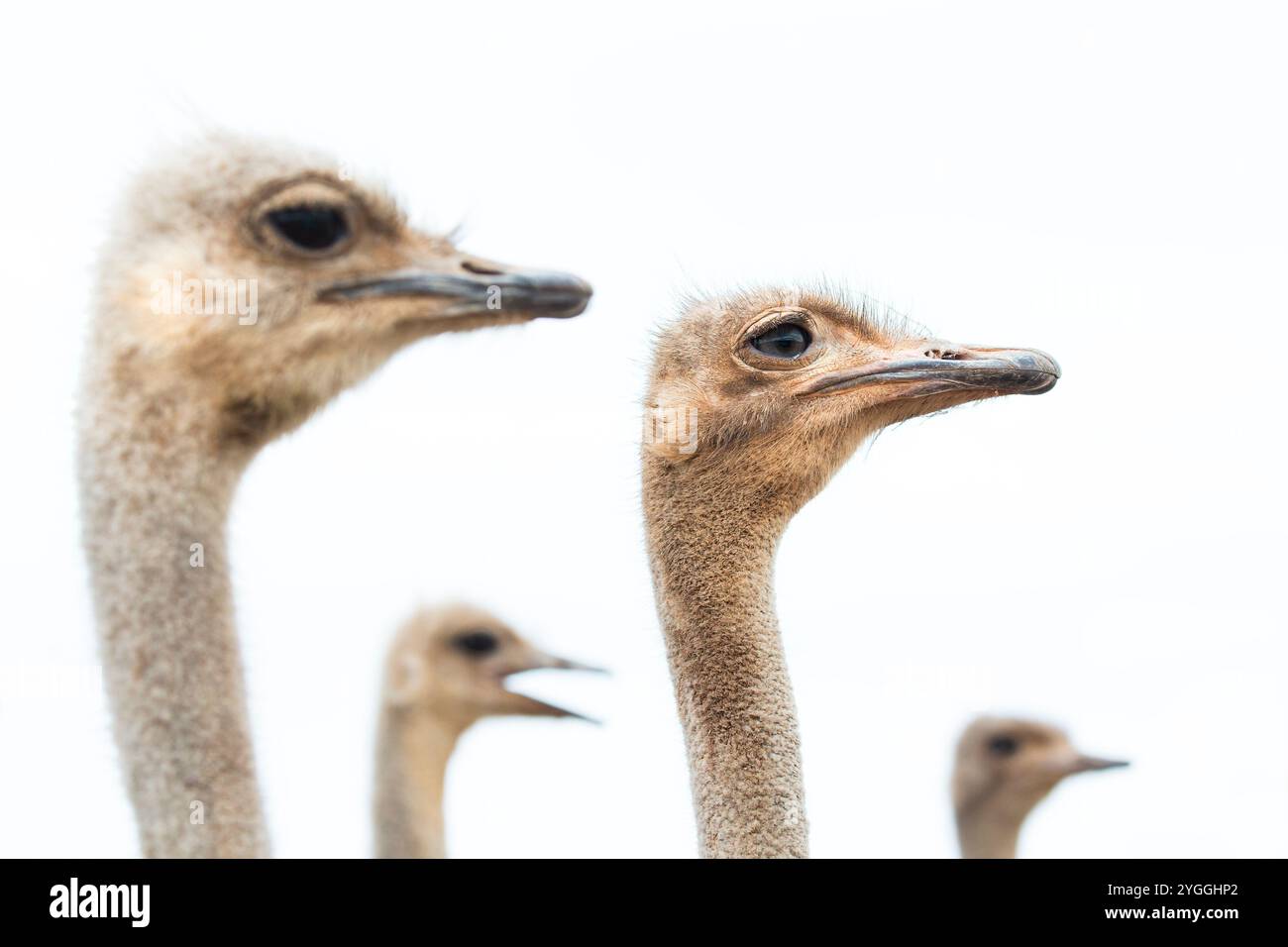 Afrique, Agriculture, animal domestique, ferme, Klein Karoo, nature, personne, autruche (Struthio camelus), Oudtshoorn, en plein air, scène rurale, Safari, Sou Banque D'Images Afrique, Agriculture, animal domestique, ferme, Klein Karoo, nature, personne, autruche (Struthio camelus), Oudtshoorn, en plein air, scène rurale, Safari, Sou Banque D'Images