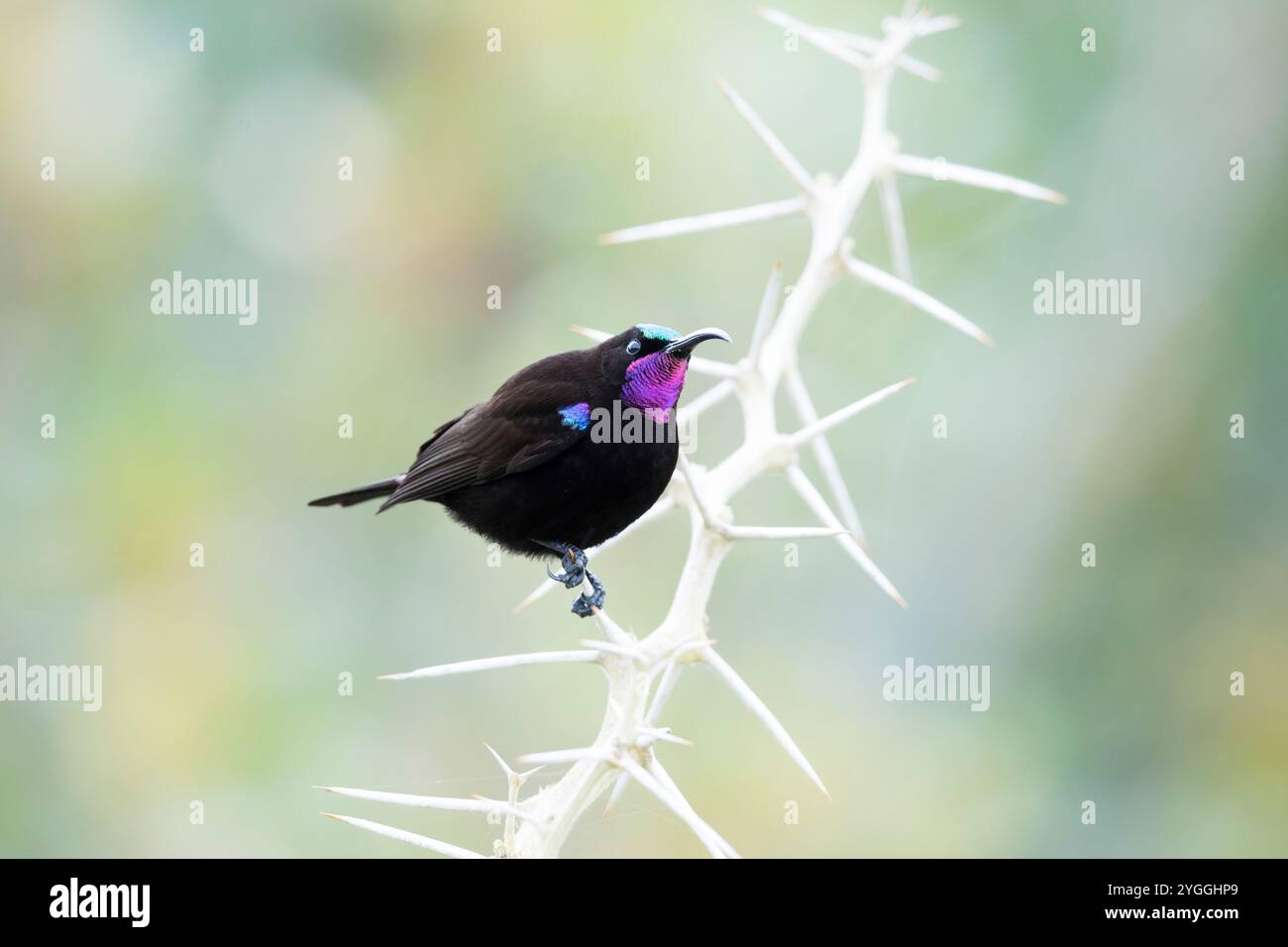 Afrique, Améthyste Sunbird (Chalcomitra amethystina), beauté dans la nature, oiseau, fond bleu, Fynbos, route des jardins, nature, No People, Oubaai, à l'extérieur Banque D'Images