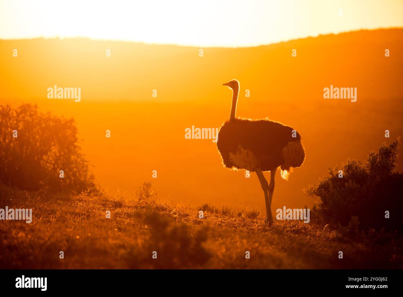 Addo Elephant National Park, Afrique, animaux sauvages, beauté dans la nature, Bush, Bushveld, Province du Cap oriental, pas de gens, fond orange, Ostri Banque D'Images