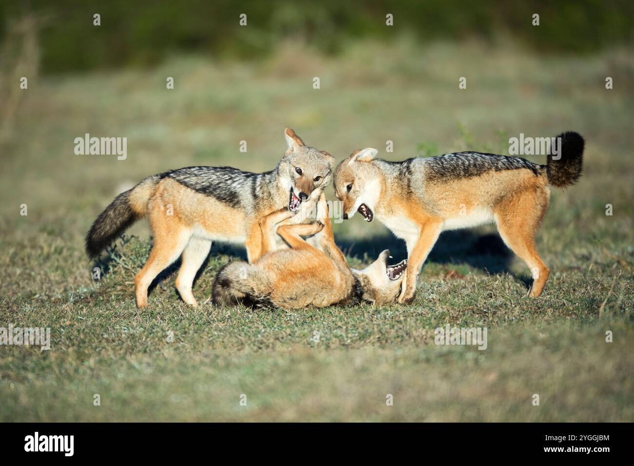 Addo Elephant National Park, Afrique, animaux sauvages, Jackal à dos noir (Canis mesomelas), Bush, Eastern Cape Province, combat, Parc national, Banque D'Images