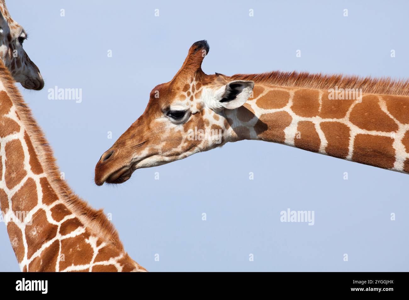 Giraffe réticulée, Kenya Banque D'Images