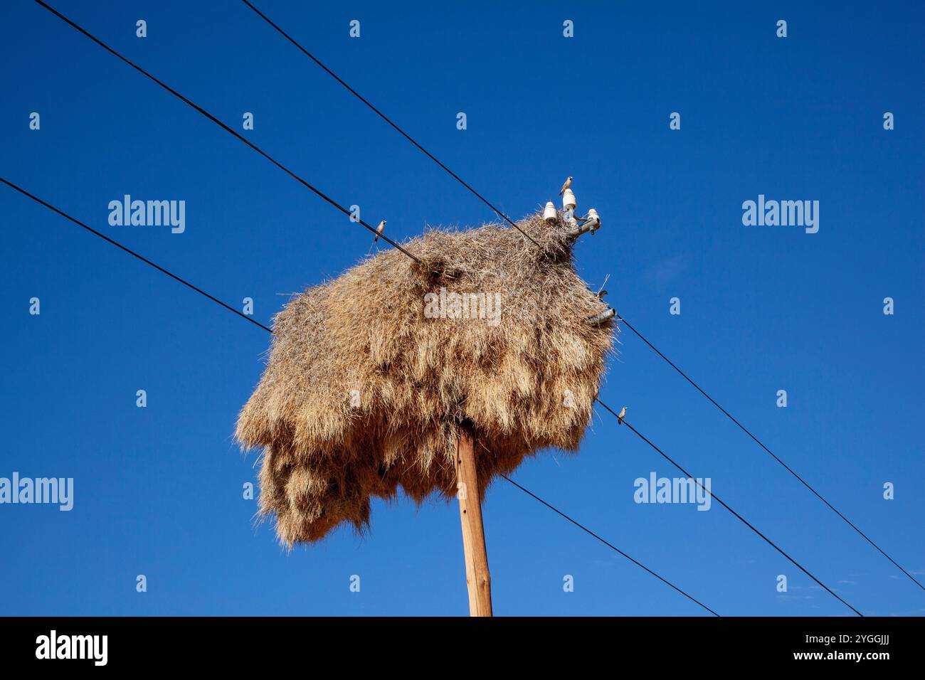 Sociable Weaver Nest, Afrique du Sud Banque D'Images