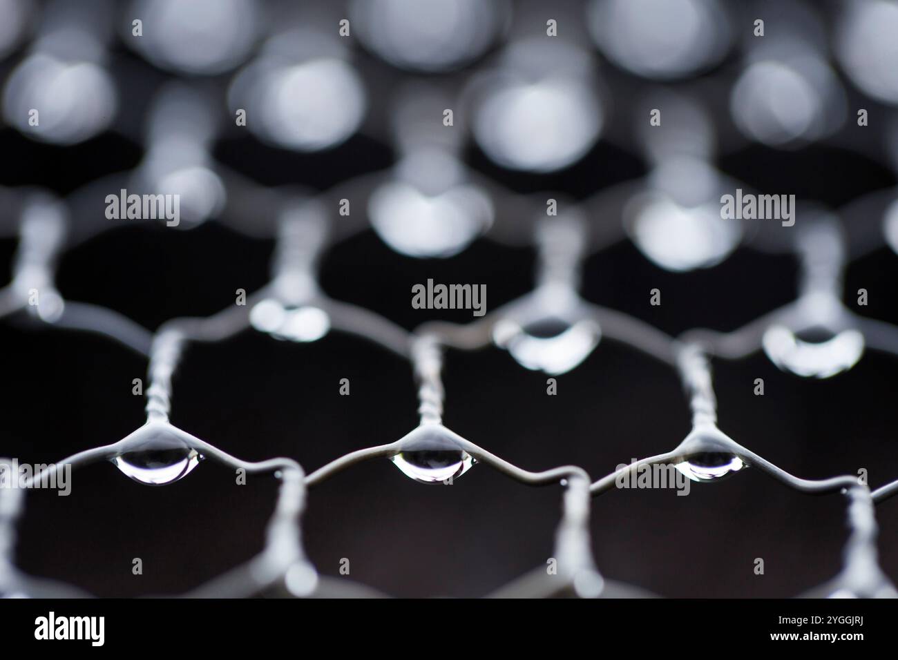 Gouttes de pluie sur le fil de poulet, Afrique du Sud Banque D'Images