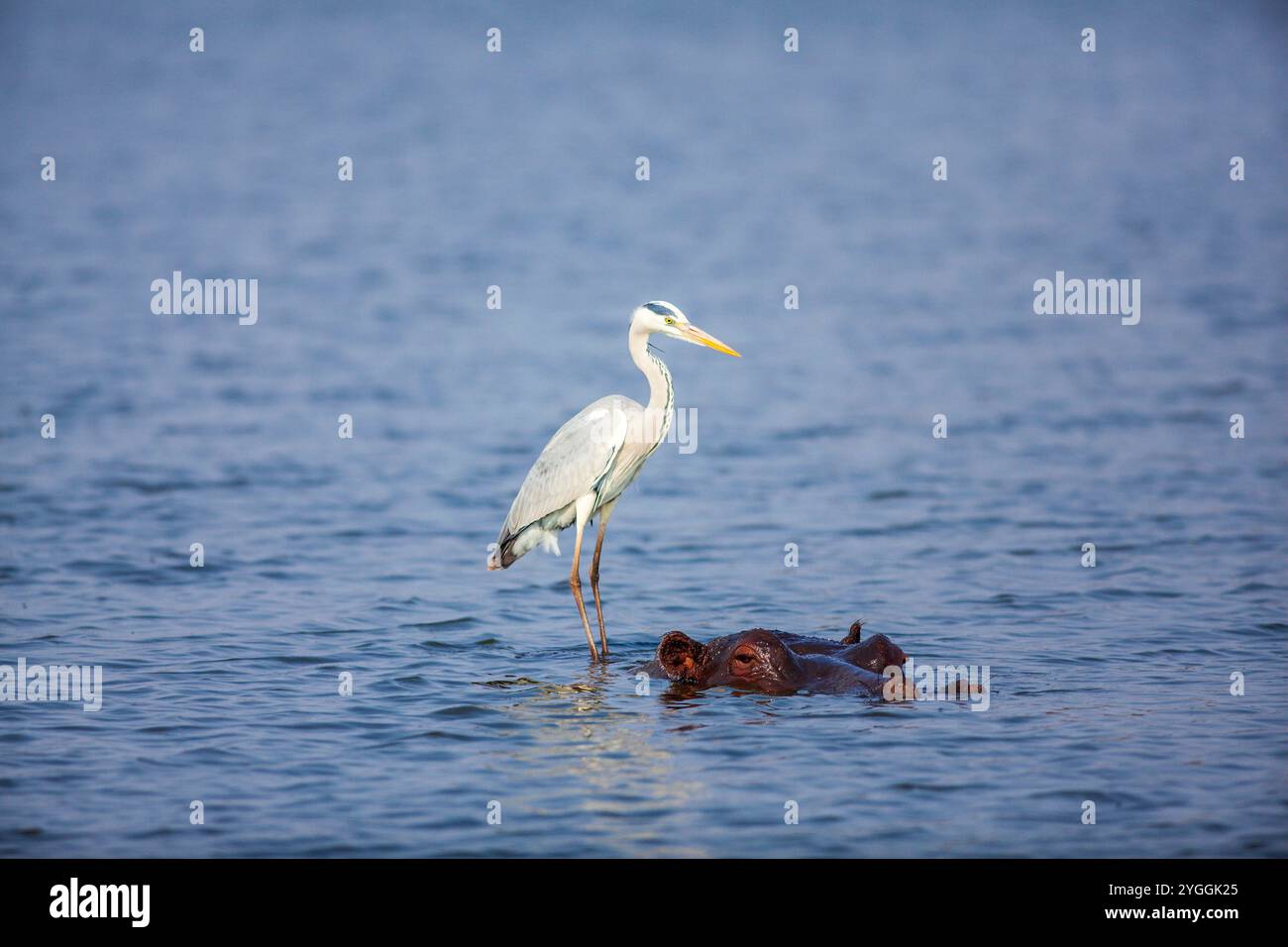 Heron on Hippo, Kruger Park, Afrique du Sud Banque D'Images