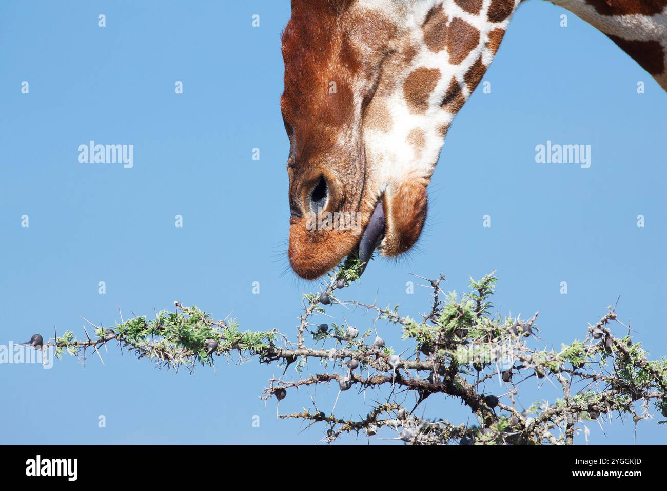Girafe réticulée, Laikipia, Kenya Banque D'Images
