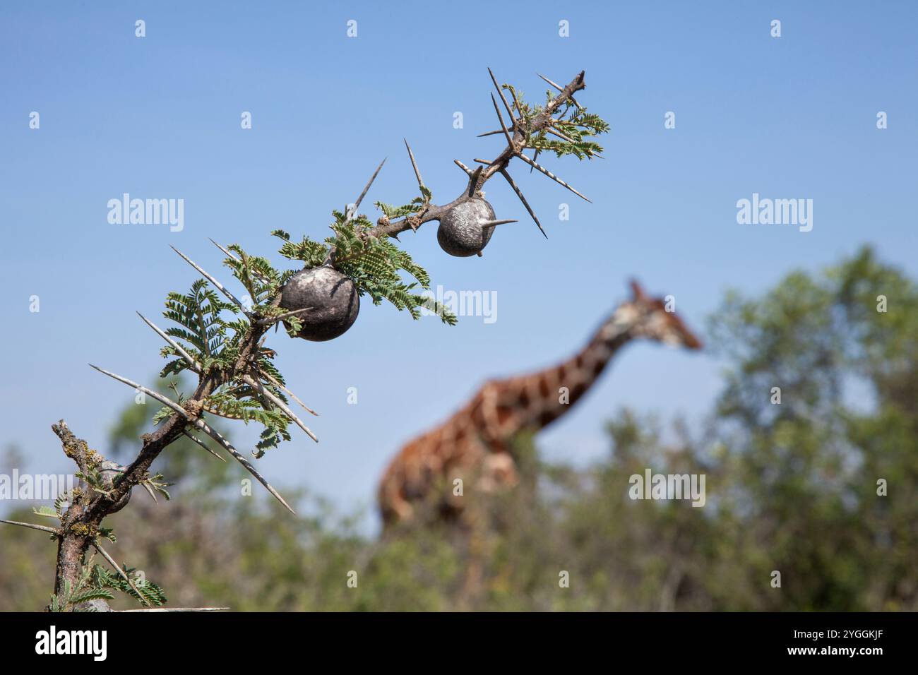 Girafe réticulée, Laikipia, Kenya Banque D'Images