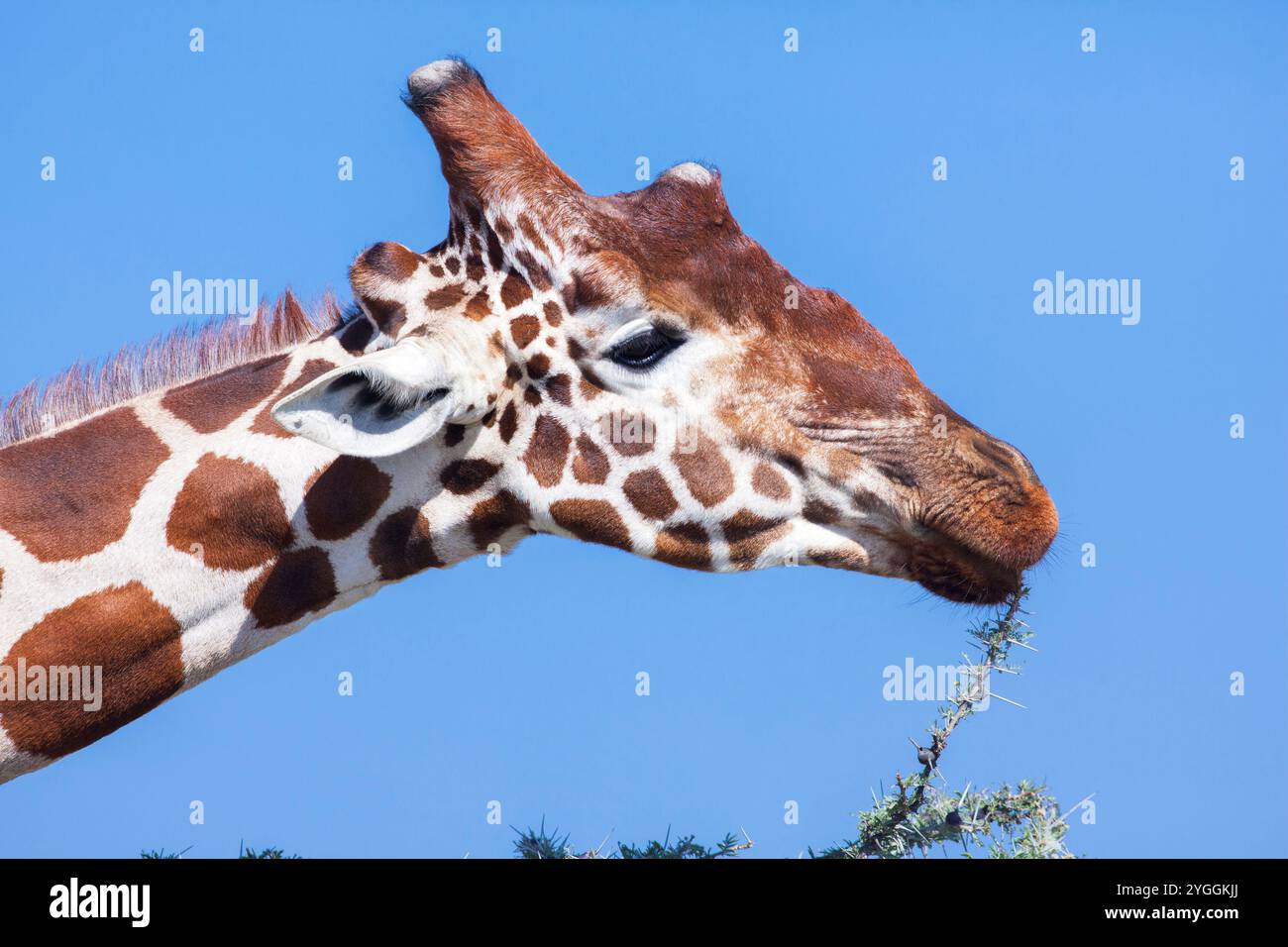 Girafe réticulée, Laikipia, Kenya Banque D'Images