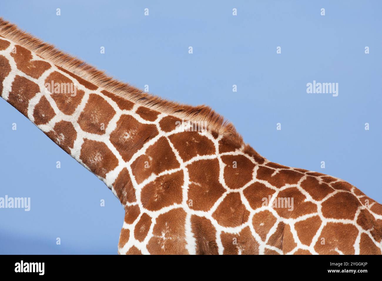 Girafe réticulée, Laikipia, Kenya Banque D'Images