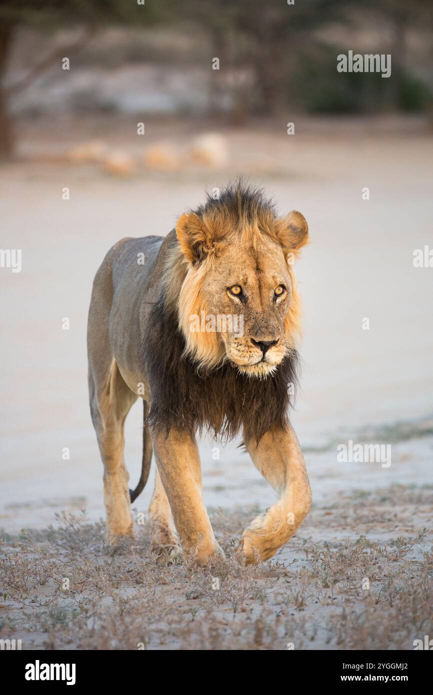 Lion, Kgalagadi Transfrontier Park, Afrique du Sud Banque D'Images
