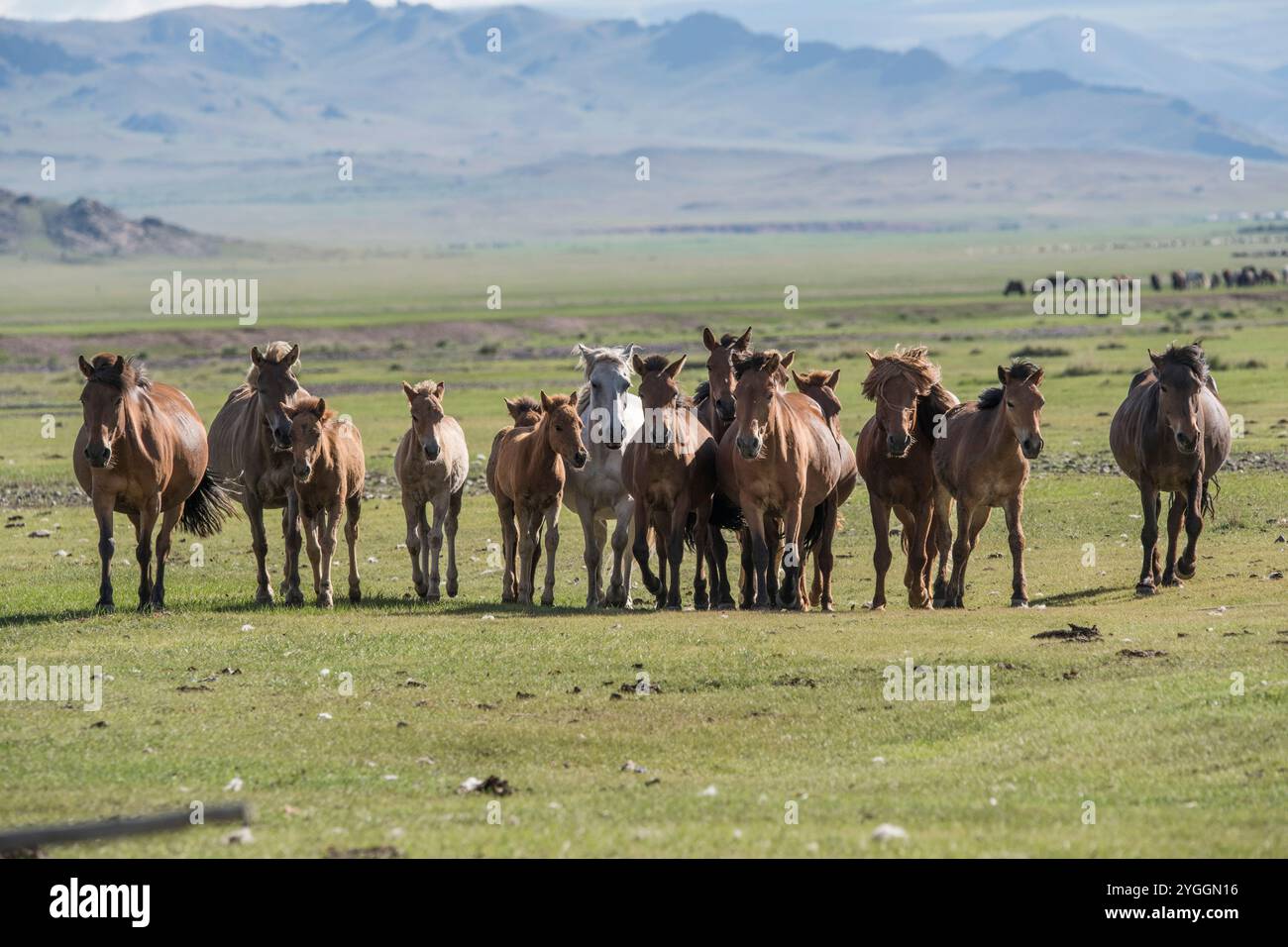 Un beau cheval mongol dans un paysage de steppe. Un cheval mange du foin. Photo de haute qualité Banque D'Images