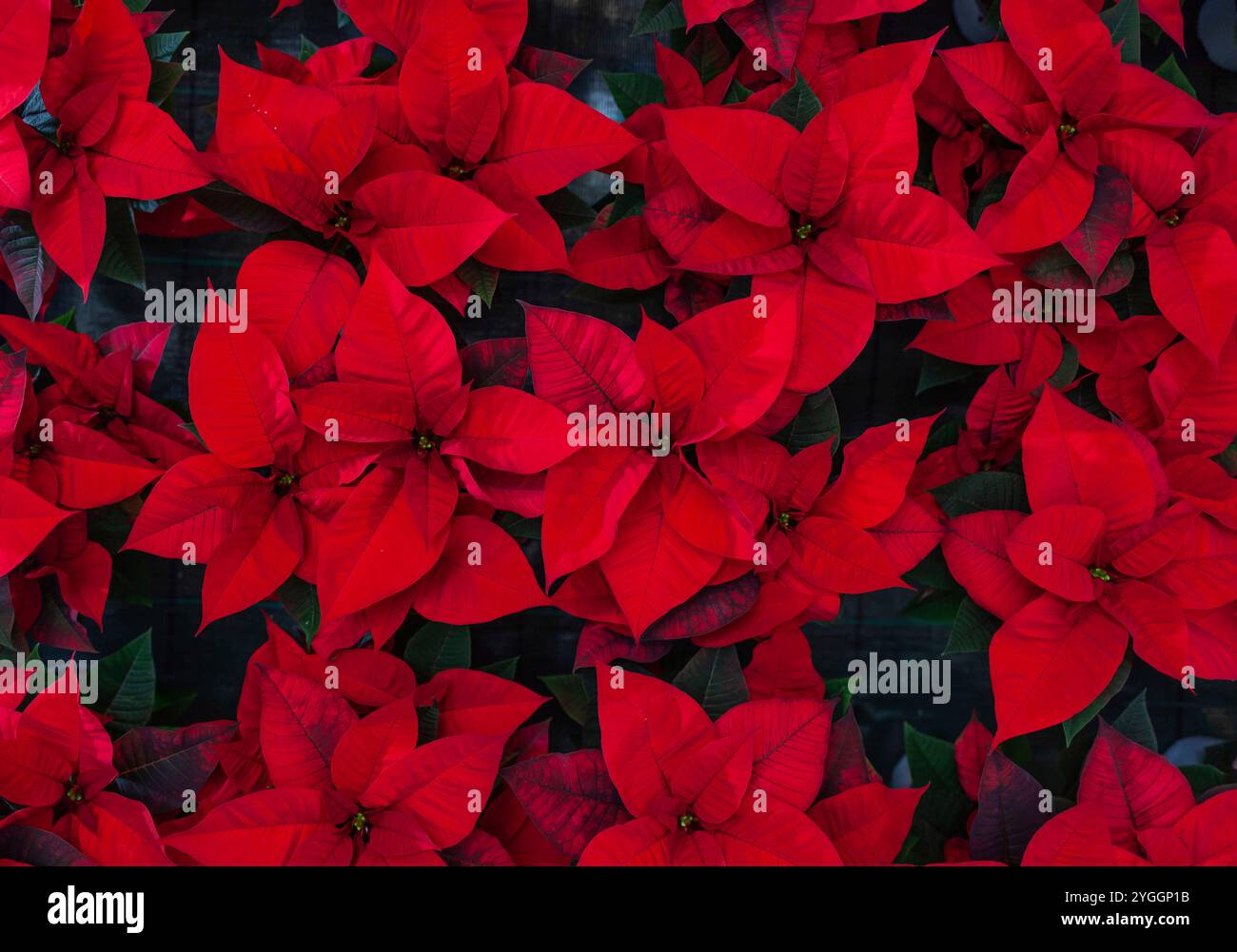 Poinsettia rouge fleur, également connu sous le nom de l'étoile de Noël ou Bartholomew star. Nouvelle année noël vacances d'hiver. Banque D'Images