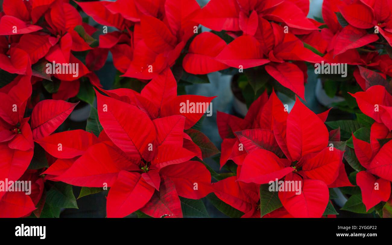 Poinsettia rouge fleur, également connu sous le nom de l'étoile de Noël ou Bartholomew star. Nouvelle année noël vacances d'hiver. Banque D'Images