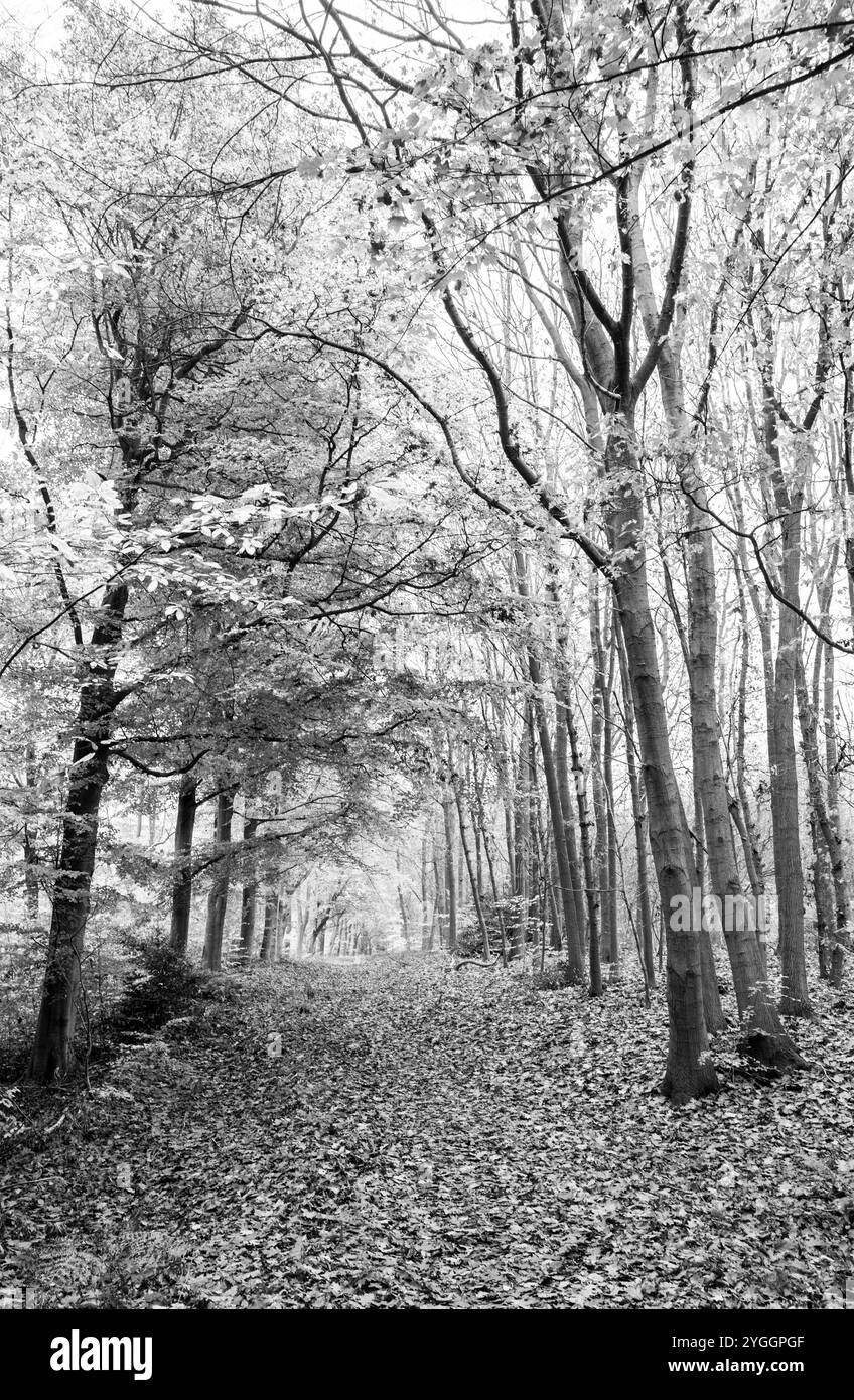 Arbres de hêtre décidus dans la forêt de Sherwood, dans le tinghamshire, Angleterre, Royaume-Uni. Banque D'Images