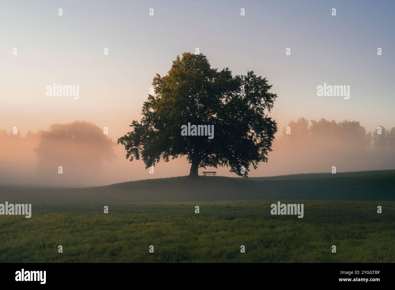 Un seul arbre avec un banc sur une prairie au lever du soleil avec du brouillard dans une merveilleuse atmosphère d'automne en Bavière Banque D'Images