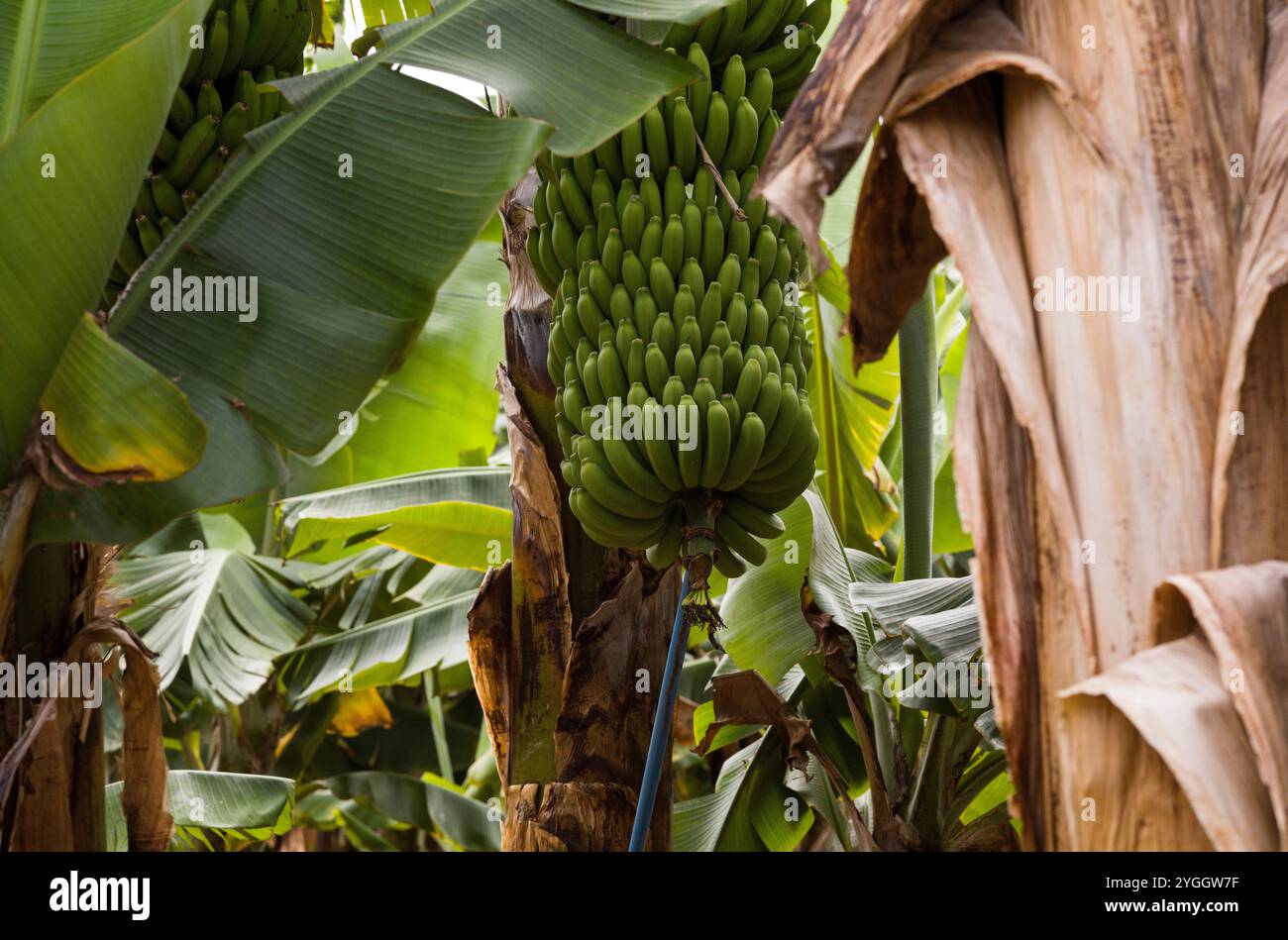 Tenerife, Îles Canaries, Îles Canaries, voyage, vacances, plantation de bananes à Buenavista del Norte Banque D'Images