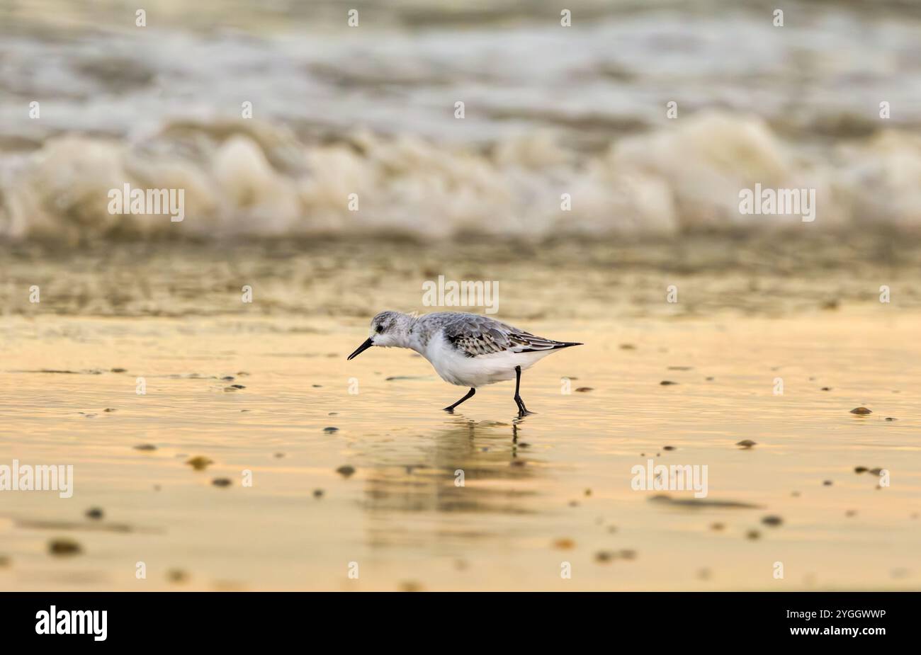 Sandpiper à trois doigts, Calidris alba, plumage hivernal et fourrage sur le sable humide pour les petits animaux laissés derrière eux en marchant sur une plage humide ensoleillée le matin Banque D'Images