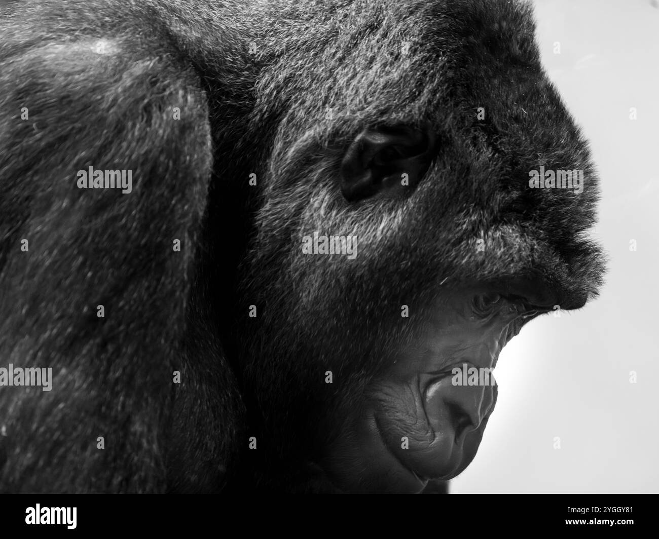 Tête masculine Western Lowland Gorilla avec épaule rportrait de côté, regardant vers le bas, avec une expression réfléchie en noir et blanc, plein format Banque D'Images