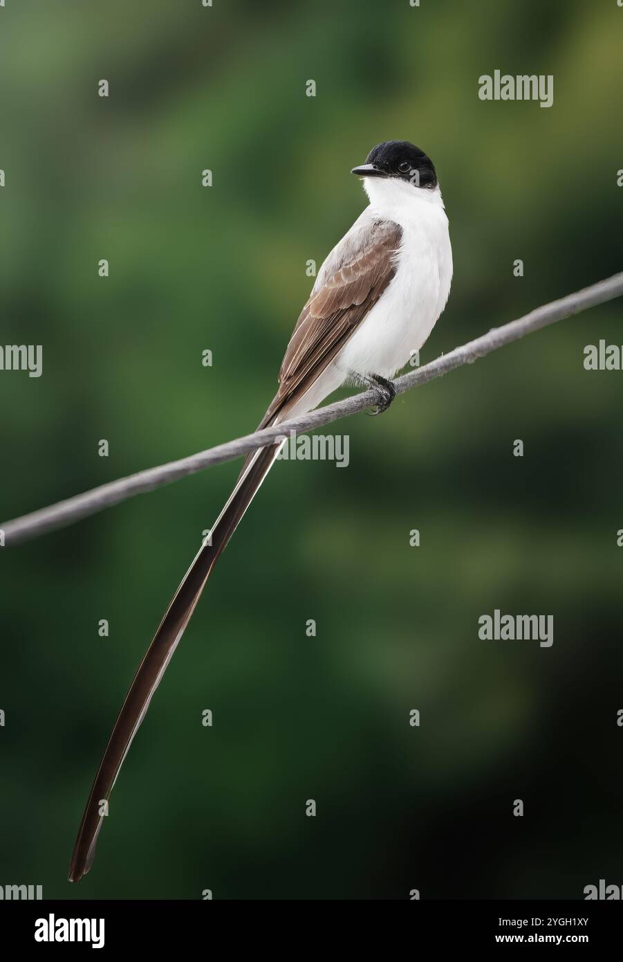Oiseau mouche à queue fourchue (Tyrannus savana) Banque D'Images