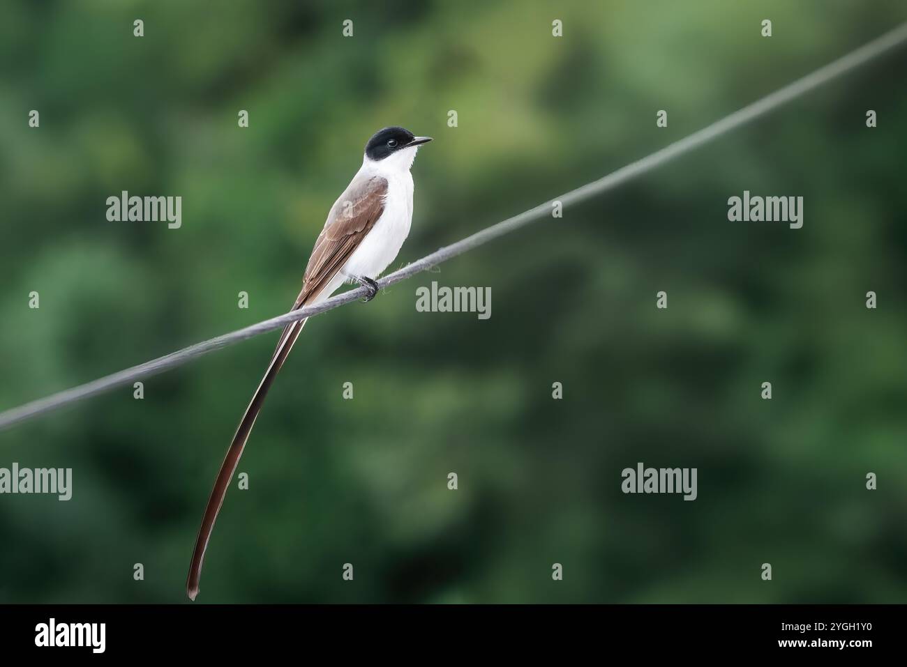 Oiseau mouche à queue fourchue (Tyrannus savana) Banque D'Images