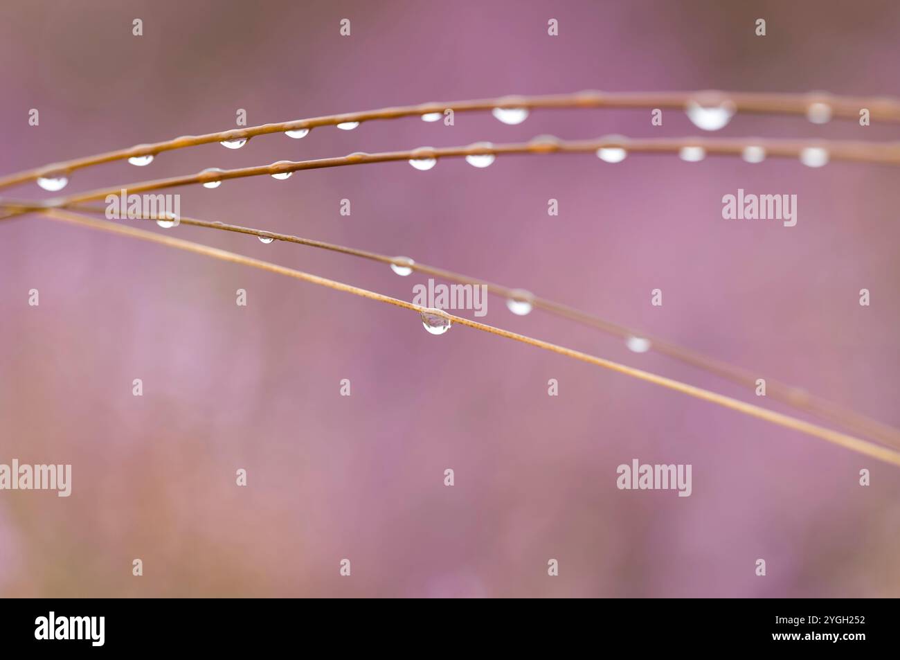 Gouttes d'eau sur des brins d'herbe, floraison de landes en arrière-plan, gros plan, Allemagne Banque D'Images