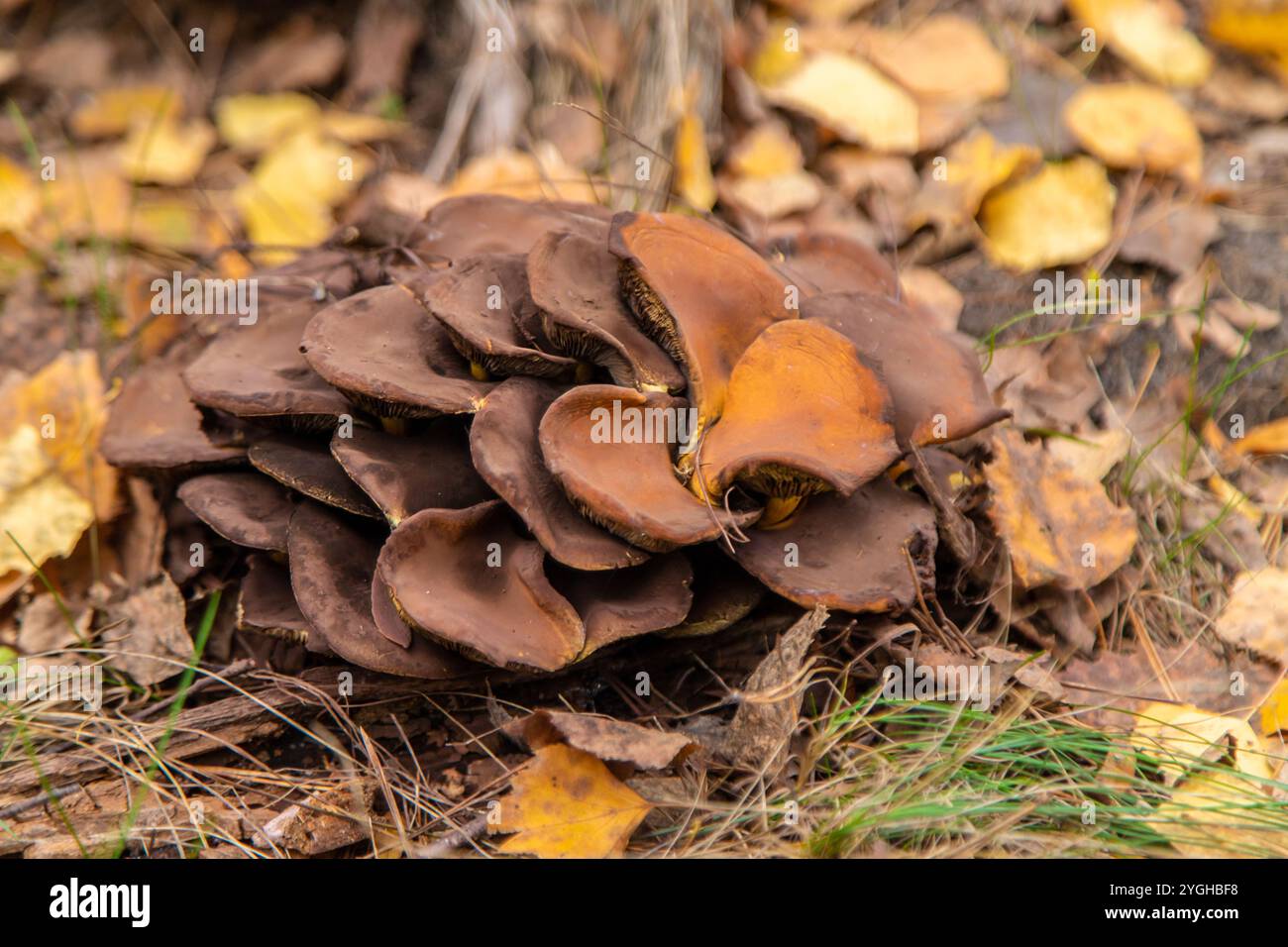 Mauvais champignons dans la forêt. Mise au point sélective. nature. Banque D'Images