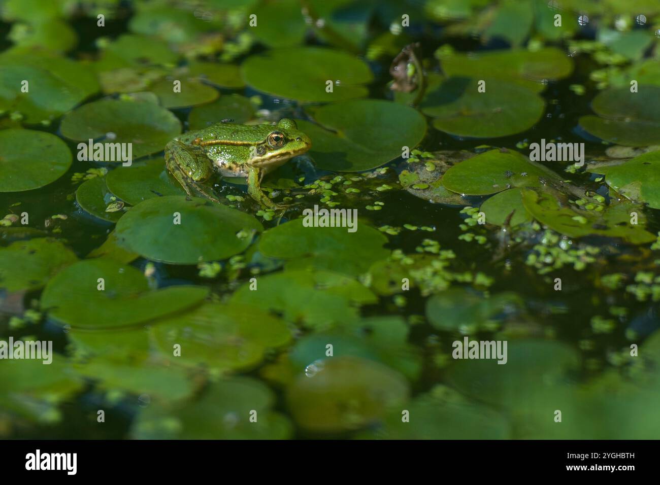 Une petite grenouille d'étang se trouve sur les feuilles de grenouille-bit, Allemagne Banque D'Images