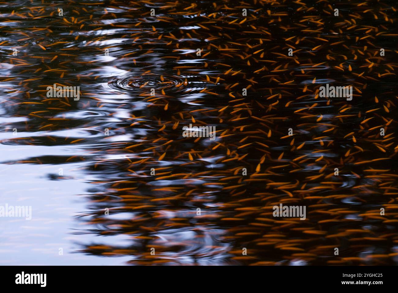 École de poissons dans un étang, orfe dorée, poissons juvéniles, Allemagne Banque D'Images