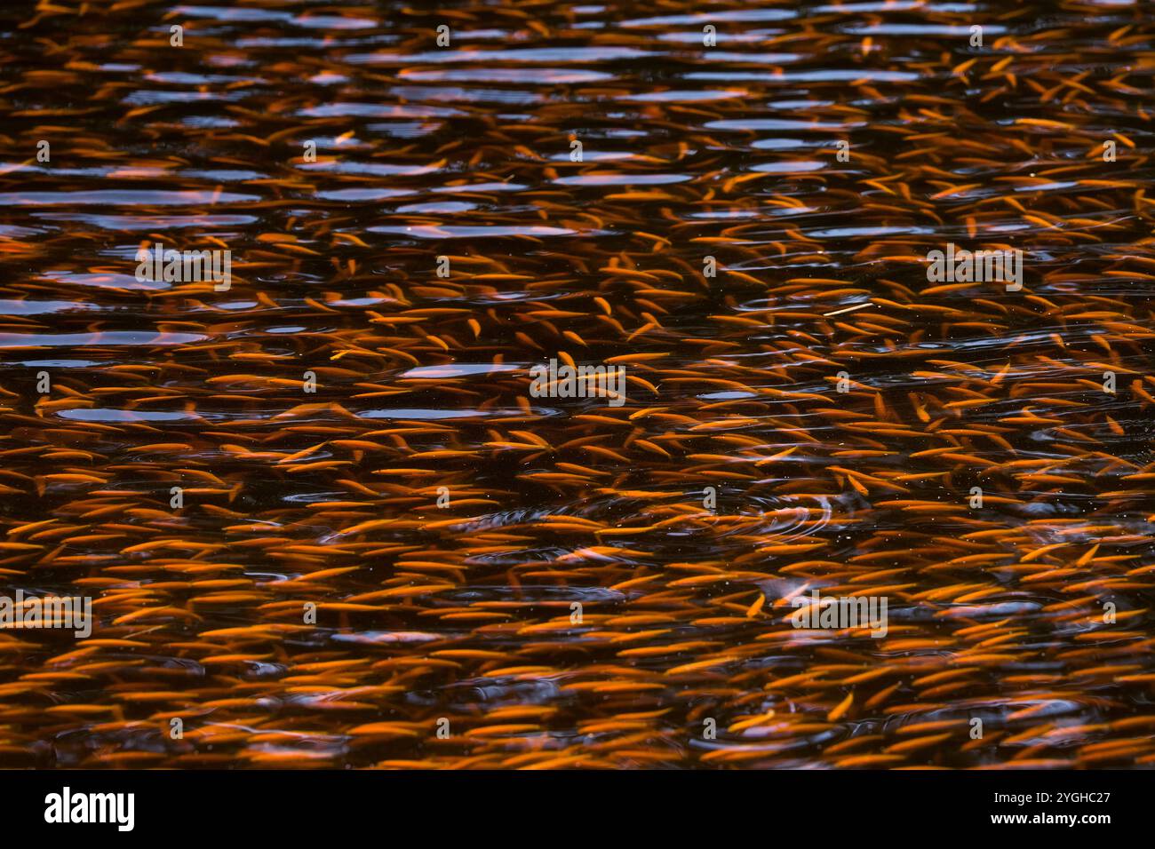 École de poissons dans un étang, orfe dorée, poissons juvéniles, Allemagne Banque D'Images
