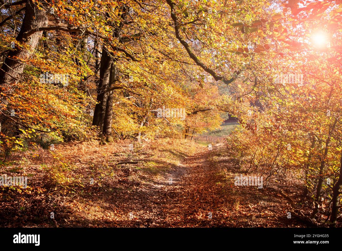 La lumière du soleil brille à travers les arbres dans une forêt avec des feuilles mortes sur un chemin pendant l'automne. Banque D'Images