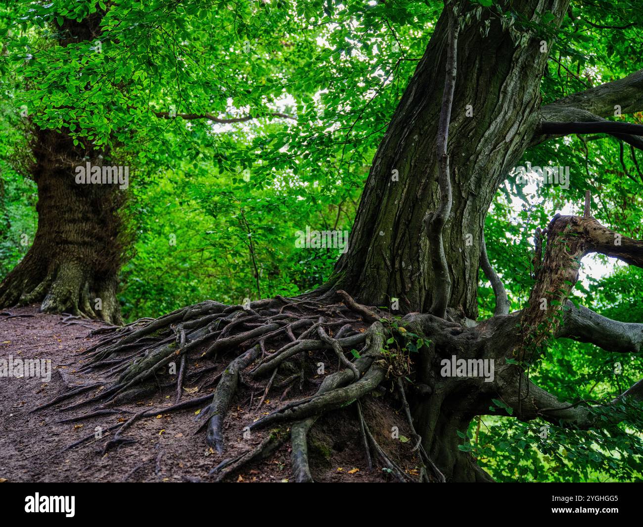 Visite du Musée Viking Haitabu sur la rivière Schlei, arbres, forêt Banque D'Images