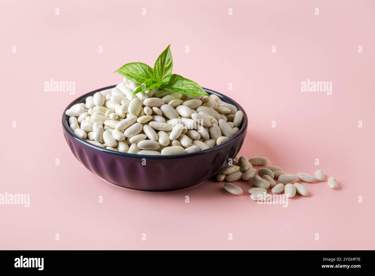 Haricots blancs dans un bol bleu sur fond rose pastel. Ingrédient de haricot marine pour la cuisson des haricots cuits au four. Protéines végétales, produits agricoles biologiques, récolte Banque D'Images