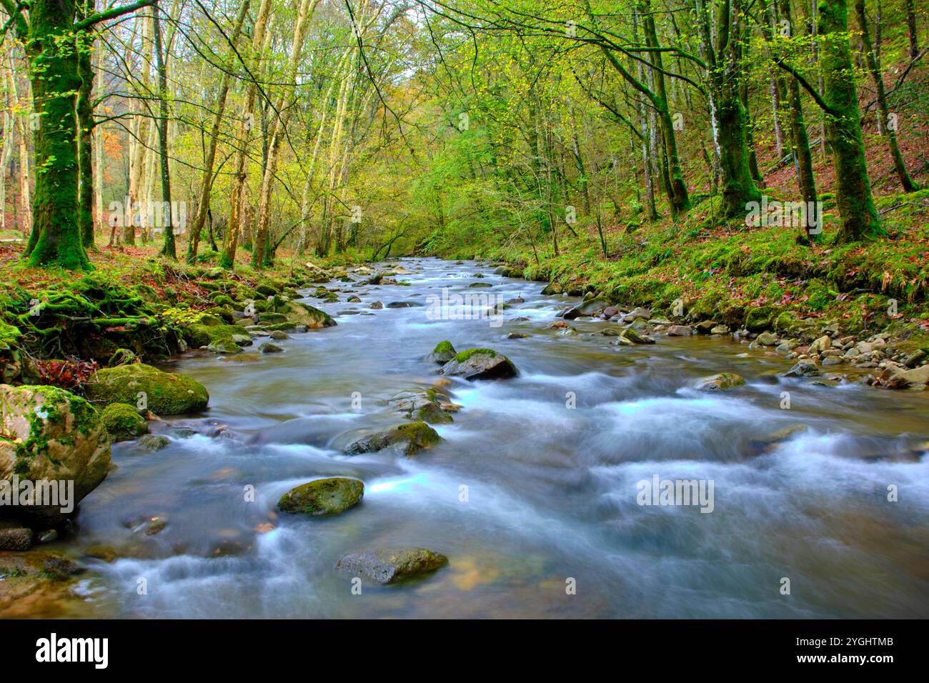Une scène tranquille de la rivière Bayones qui coule à travers une forêt dense à Ucieda, dans la vallée de Cabuerniga, Cantabrie, Espagne. Banque D'Images