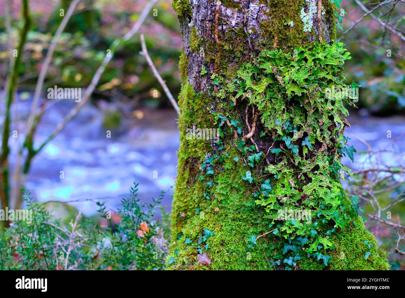 Une vue sur le lichen vibrant lobaria pulmonaria recouvrant un tronc d'arbre moussue dans la forêt luxuriante et verdoyante. Banque D'Images