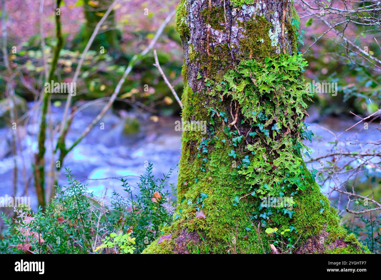 Une vue sur le lichen vibrant lobaria pulmonaria recouvrant un tronc d'arbre moussue dans la forêt luxuriante et verdoyante. Banque D'Images